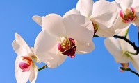 丁俊晖：期待在家门口比赛，太原是福地，丁俊晖最经典比赛视频
